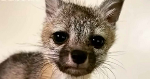 Rescatan a zorro bebé que seguía a un perro pensando que era su mamá 