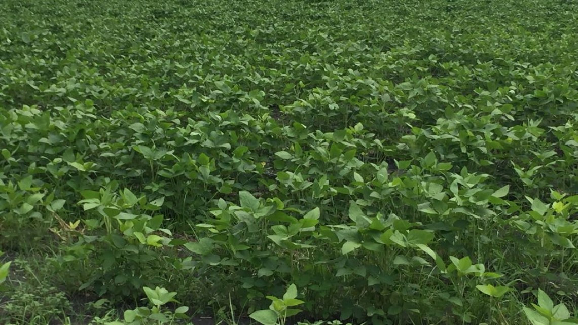 Cambio climático afecta ciclo de siembras