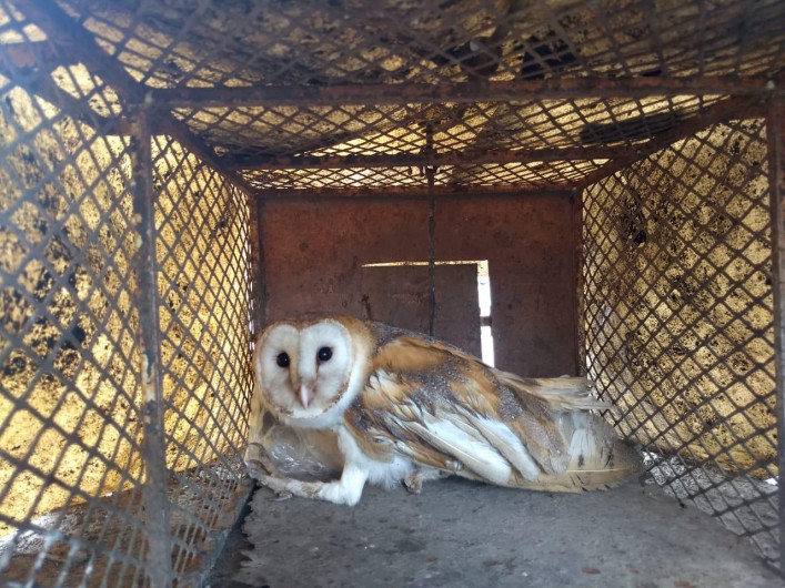 Bomberos auxilian a Lechuza con un ala lastimada