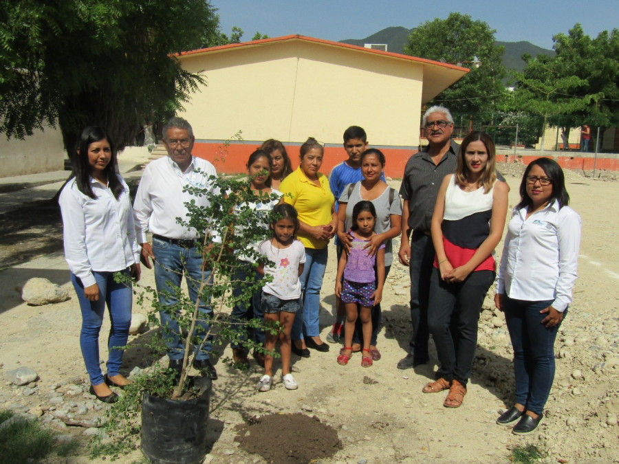 Reforestación en escuelas mitiga cambio climático