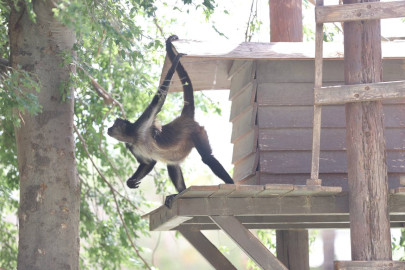 Zoológico y Acuario de Nuevo Laredo serán gratis por Día del Niño