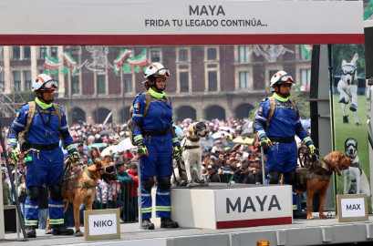 Presentan a Maya, la perrita rescatista sucesora de Frida
