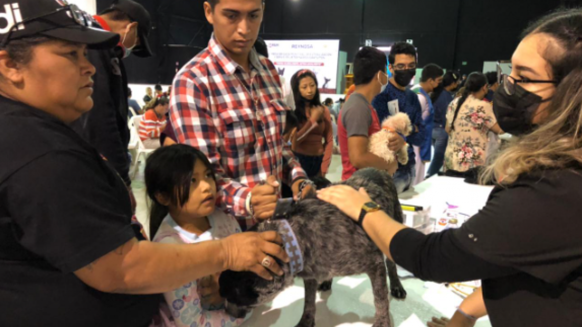 Superan meta en Primera Brigada de Esterilización para perros y gatos 