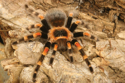 Este video de una tarántula cambiando de piel te dejará atónito