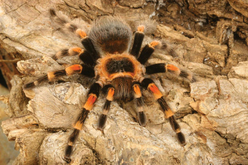 Este video de una tarántula cambiando de piel te dejará atónito