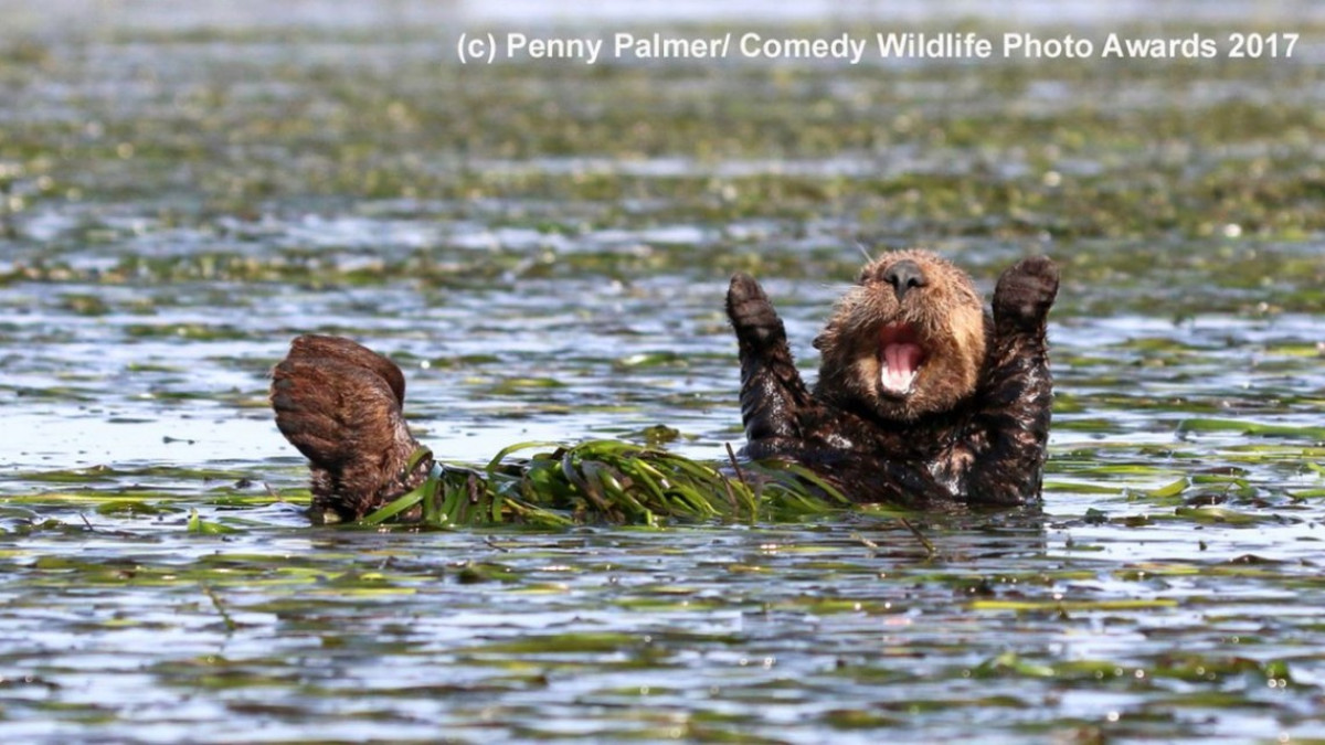 Animales como nunca los habías visto 