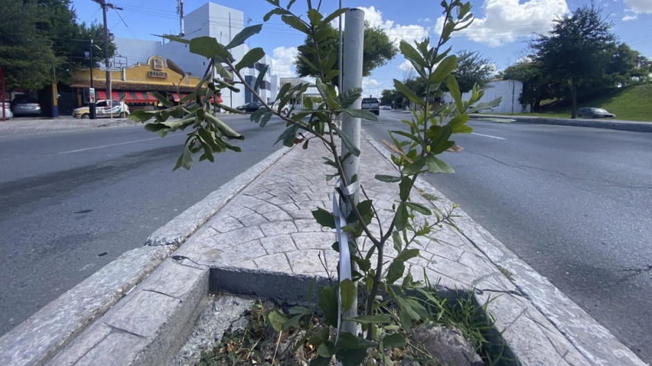 Inicia reforestación de áreas verdes con el proyecto “Encinando Matamoros”