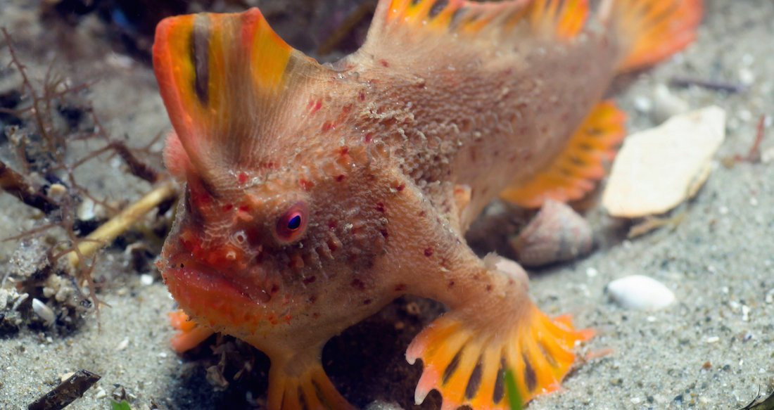 Científicos hallan una población de peces con patas