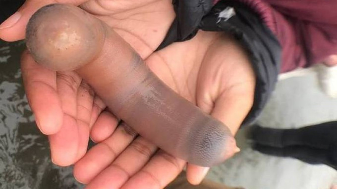 Llegan a California miles de “peces pene”