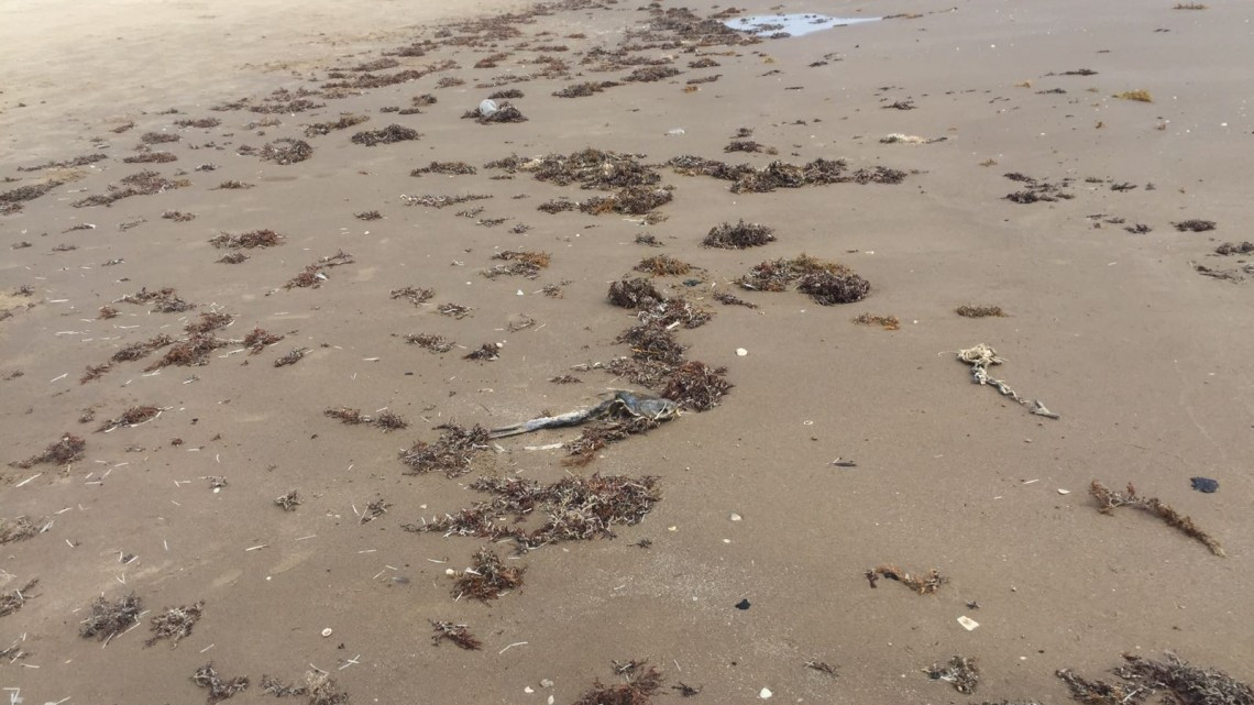 Aparecen manchas de chapopote en la playa Bagdad