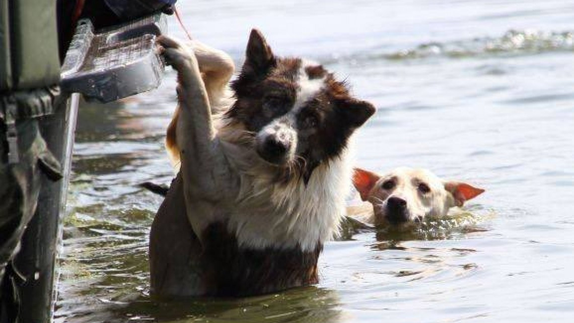 Animales son abandonados a su suerte durante paso de Harvey