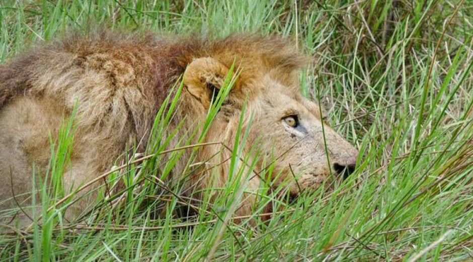 León escapa y genera pánico en las calles de Nairobi