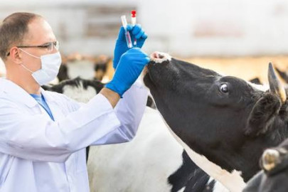 Europa limitará uso veterinario de antibióticos