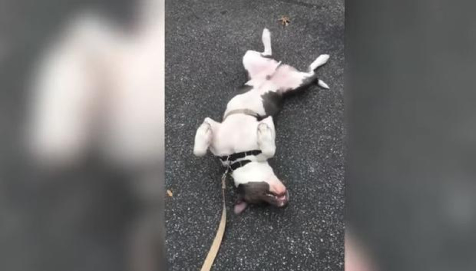 Perro se hace "el muertito" para no regresar a casa tras paseo