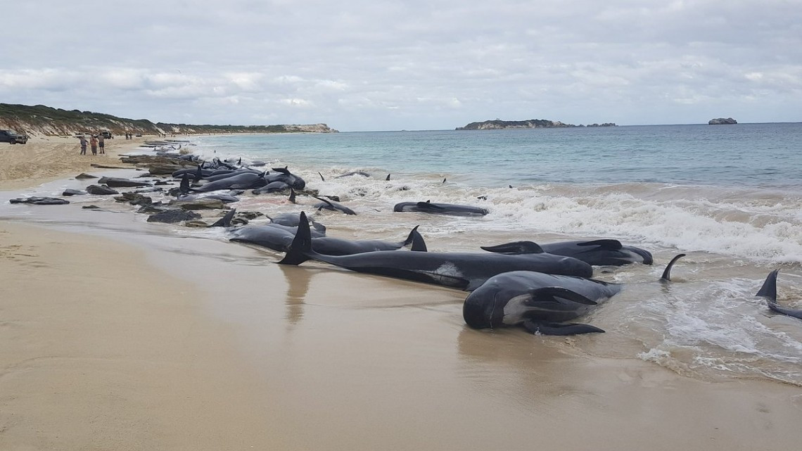 Más de 150 ballenas quedaron varadas en Australia