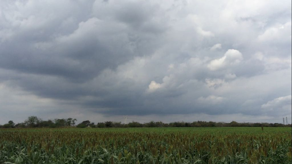 Exceso de lluvias podría afectar cultivos de soya en el sur de Tamaulipas