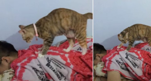 Gato ayuda a su dueño a relajarse dándole un masaje 