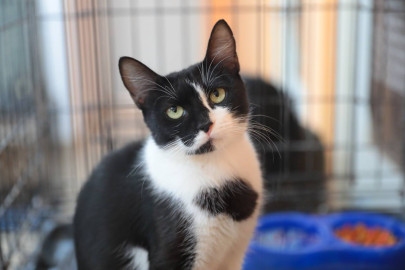 Promueven adopción de mascotas rescatandos por el Gobierno Municipal 