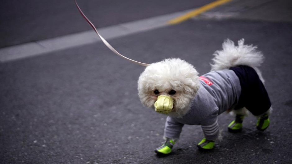 En Georgia, perro da positivo a coronavirus 
