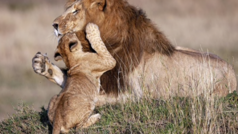 Asombrosas fotografías de 'Mufasa' y 'Simba' en la vida real