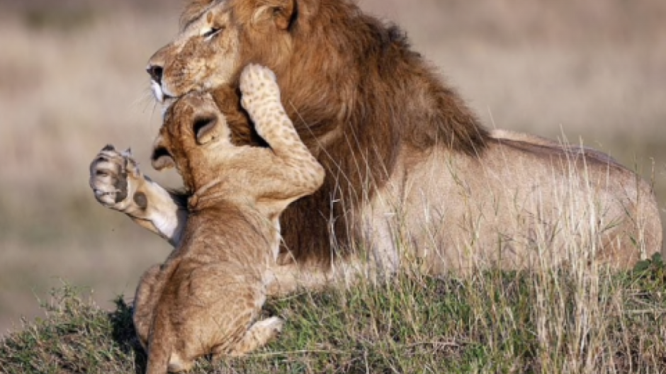 Asombrosas fotografías de 'Mufasa' y 'Simba' en la vida real