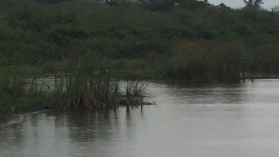 Lluvias generan esperanza en el campo agrícola y ganadero en el sur