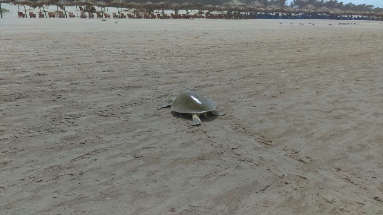 Continúa el arribo de tortugas Lora a playa Miramar