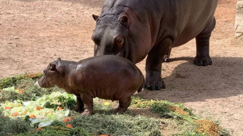 Nacen más de 10 crías en lo que va del año en el Zoológico