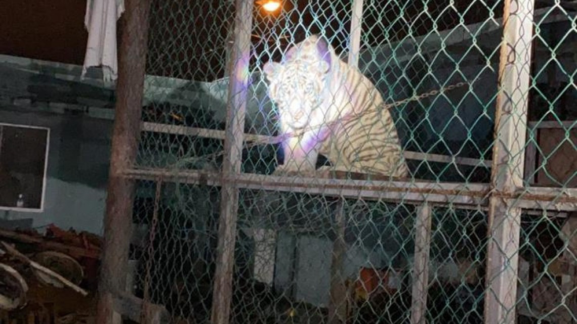 GOPES logró aseguramiento de vehículos de lujo y aves exóticas dentro de una propiedad