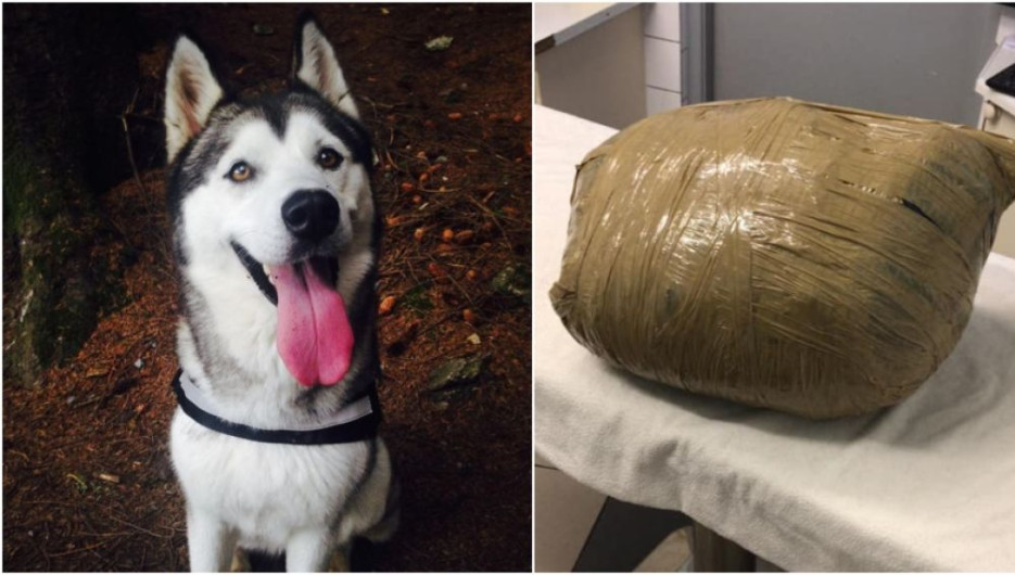 Deja a su perrita en guardería y se la regresan muerta