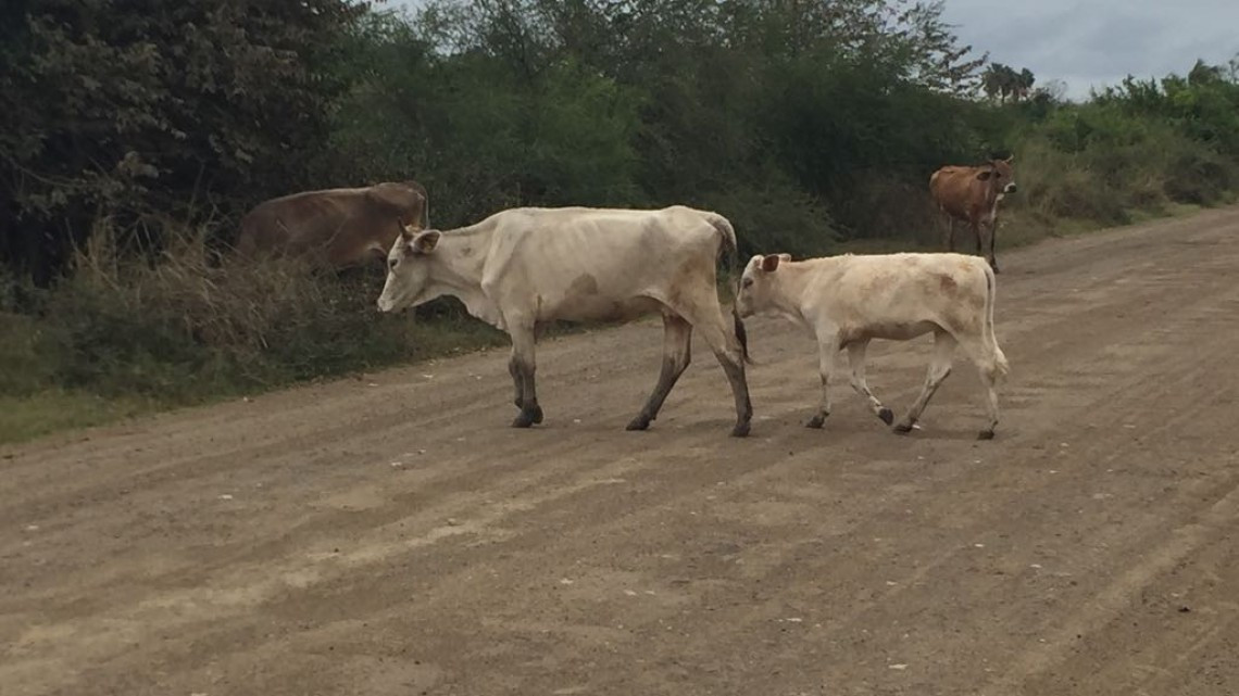 Sector ganadero reciente la sequía con la mortandad de reses y bajo precio de la carne