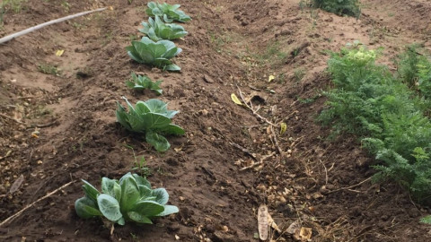 Se prevé buen precio para la venta de cebolla de exportación