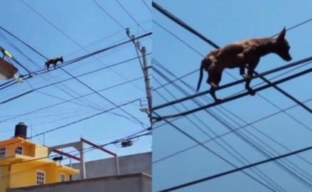 Perrito chihuahua es grabado por tiktoker sobre cables de alta tensión