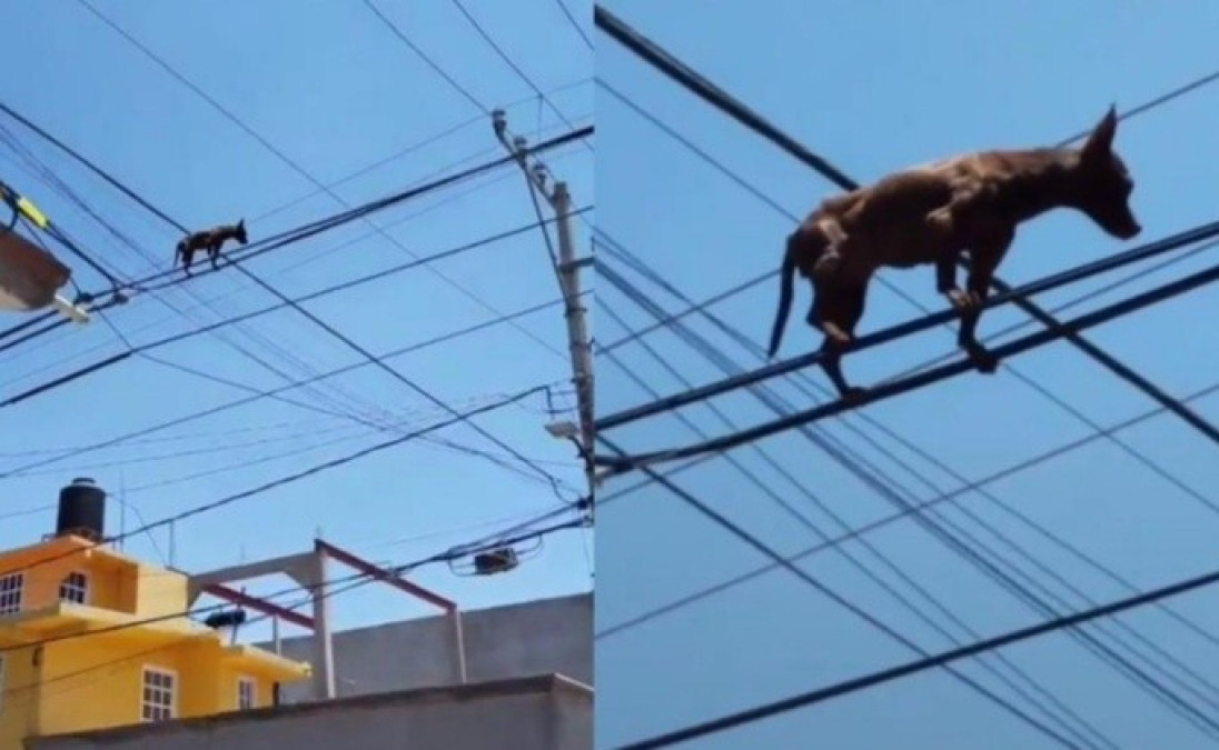 Perrito chihuahua es grabado por tiktoker sobre cables de alta tensión