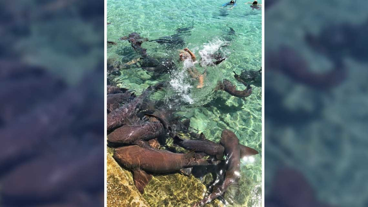 Modelo es atacada por tiburón mientras era fotografiada