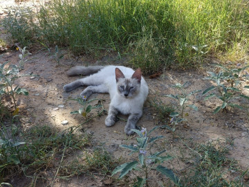 Exigen respeto a la salud animal