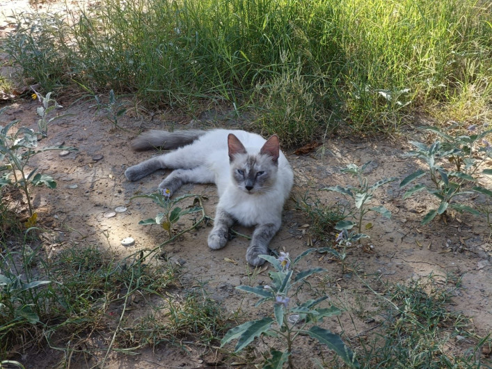 Exigen respeto a la salud animal