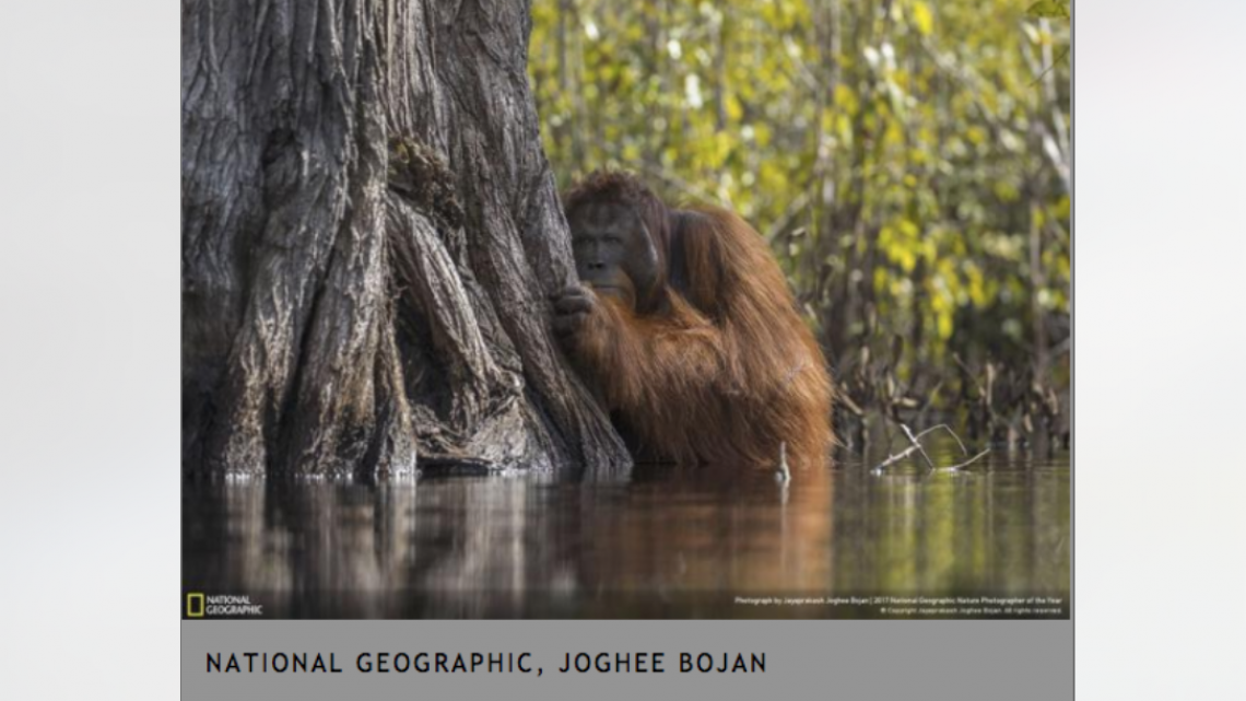 Conoce a los ganadores del NatGeo Nature 2017