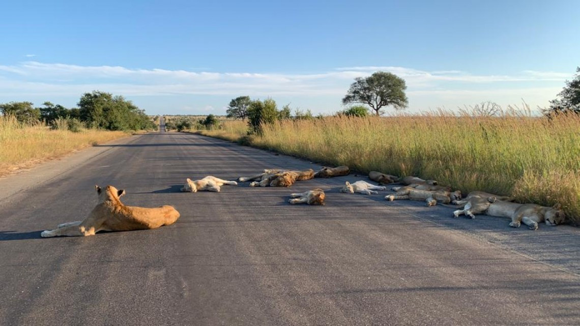 Así descansan leones en el Parque Nacional Kruger durante el confinamiento