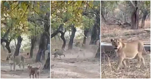 La sorprendente pelea que un perro le ganó a una leona