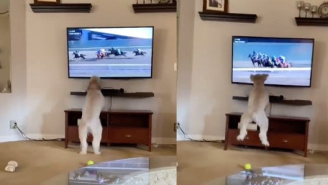 Perrita se emociona al ver carreras de caballos