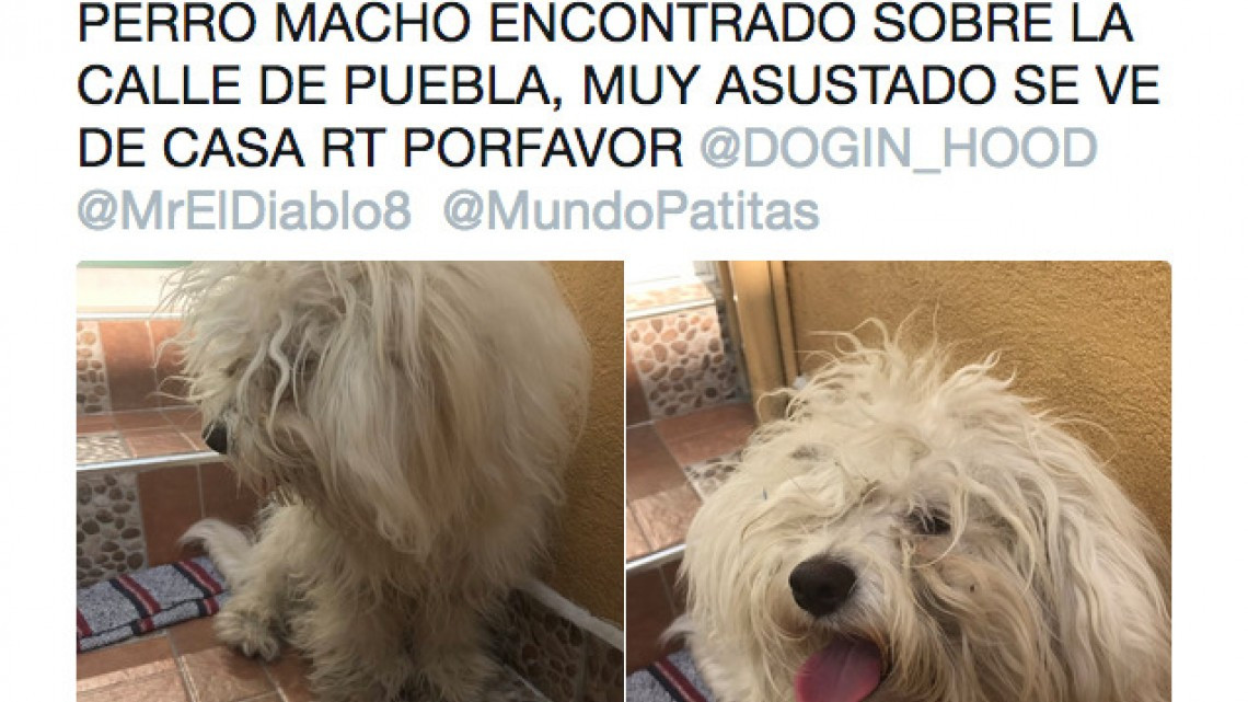 Rescatan a perro de escombros que dejó el sismo 