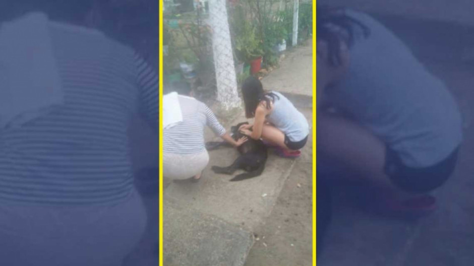 Envenenan perros en calles de Altamira