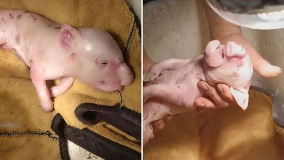 Nace cerdo con trompa de elefante en China 