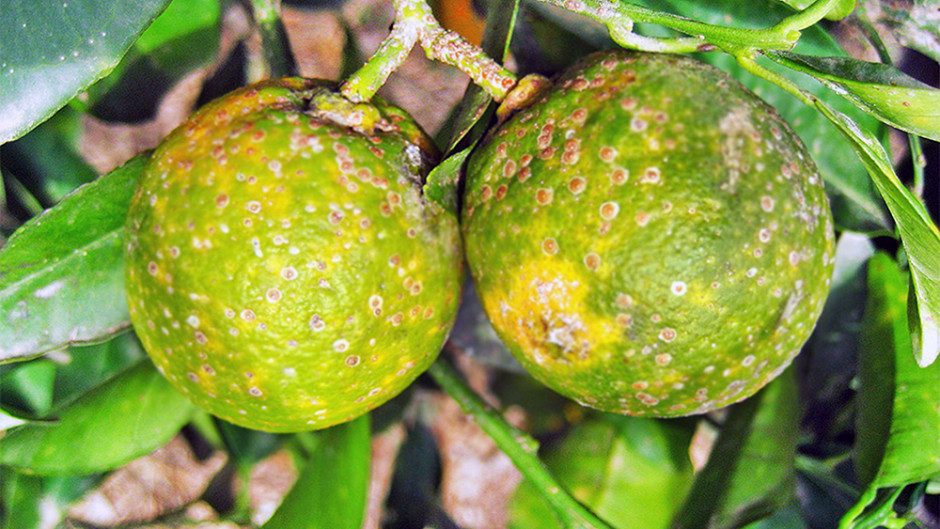 Plagas provocarán baja producción de cítricos en Tamaulipas