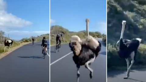 Un avestruz se une a la carrera de ciclistas en Sudáfrica