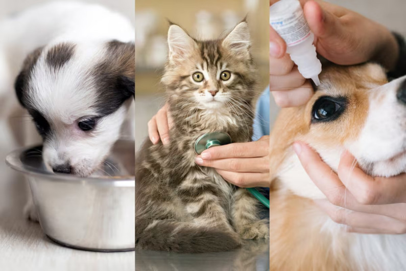 Propone Kenia López eliminar IVA y permitir deducción en gastos de mascotas