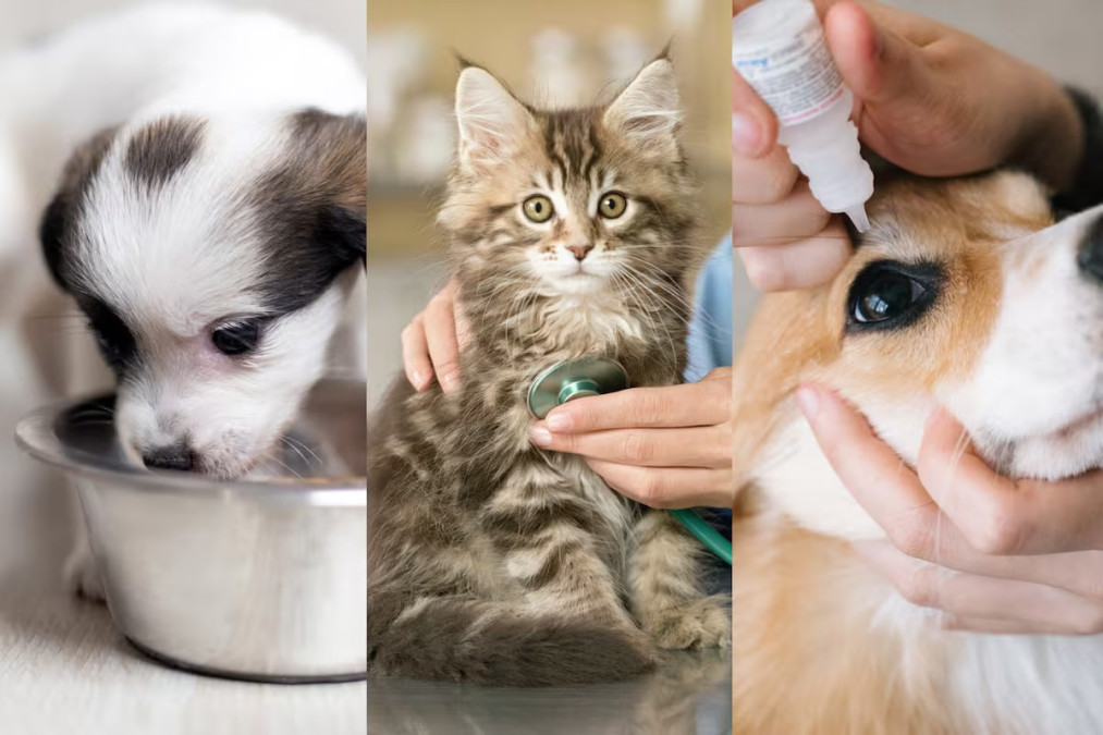 Propone Kenia López eliminar IVA y permitir deducción en gastos de mascotas