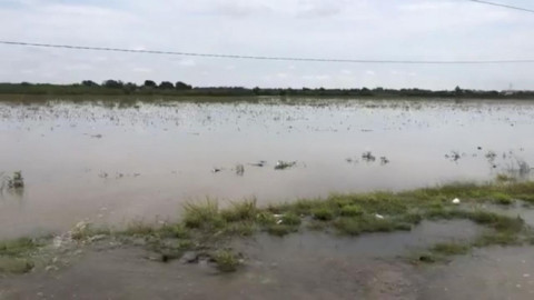 Deja 'Hanna' pérdidas millonarias al campo tamaulipeco