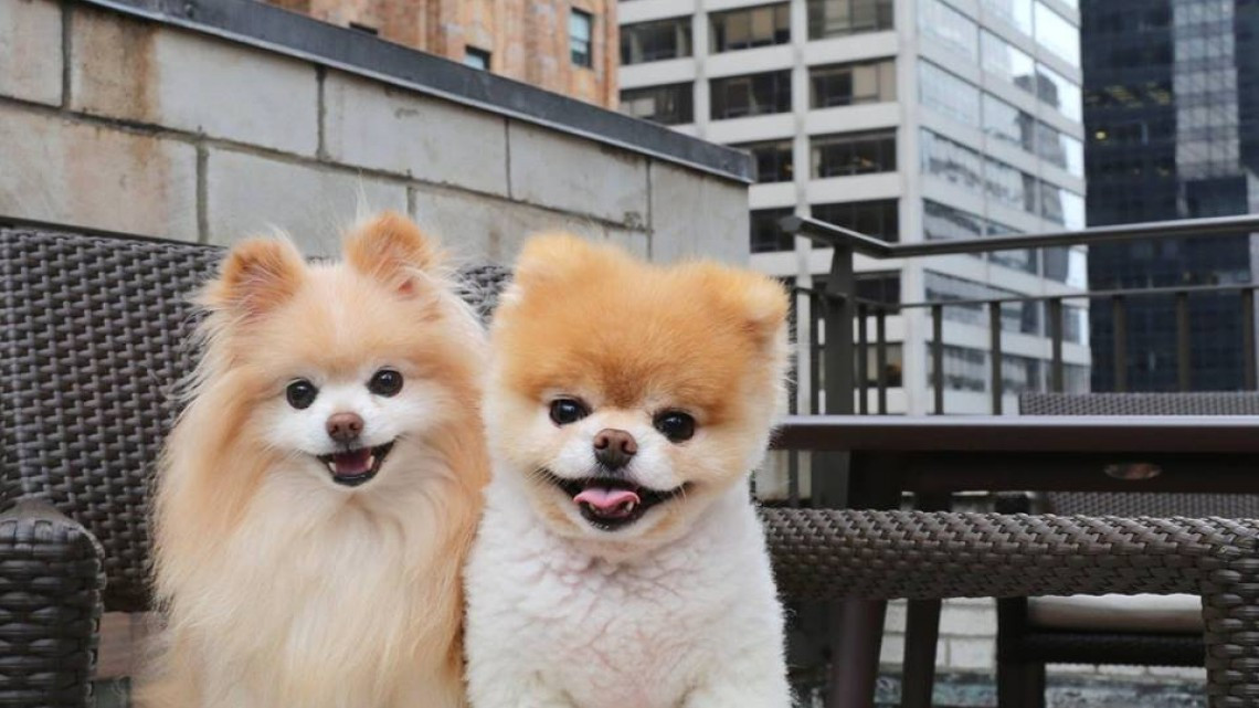 Adiós hermoso Boo, muere el perro más lindo del mundo